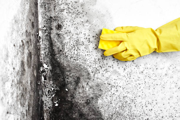 Best Attic Mold Removal  in Scotia, NY