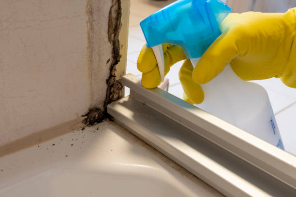 Certified Mold Removal in Scotia, NY