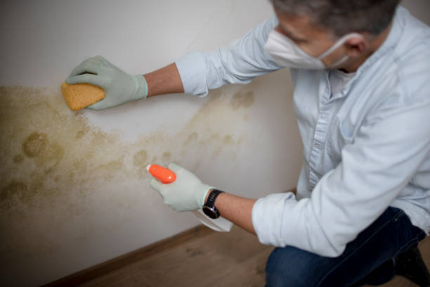 Best Commercial Mold Removal  in Scotia, NY